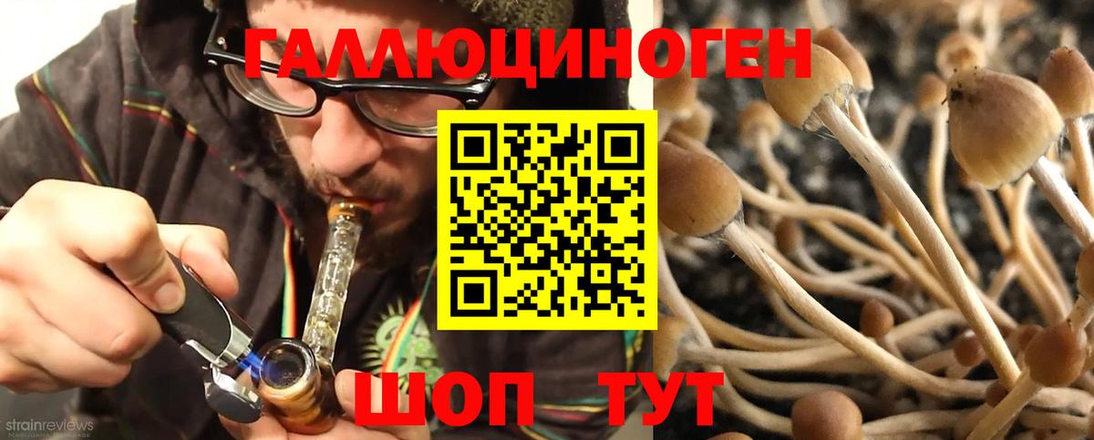 Псилоцибиновые грибы Psilocybe Краснознаменск